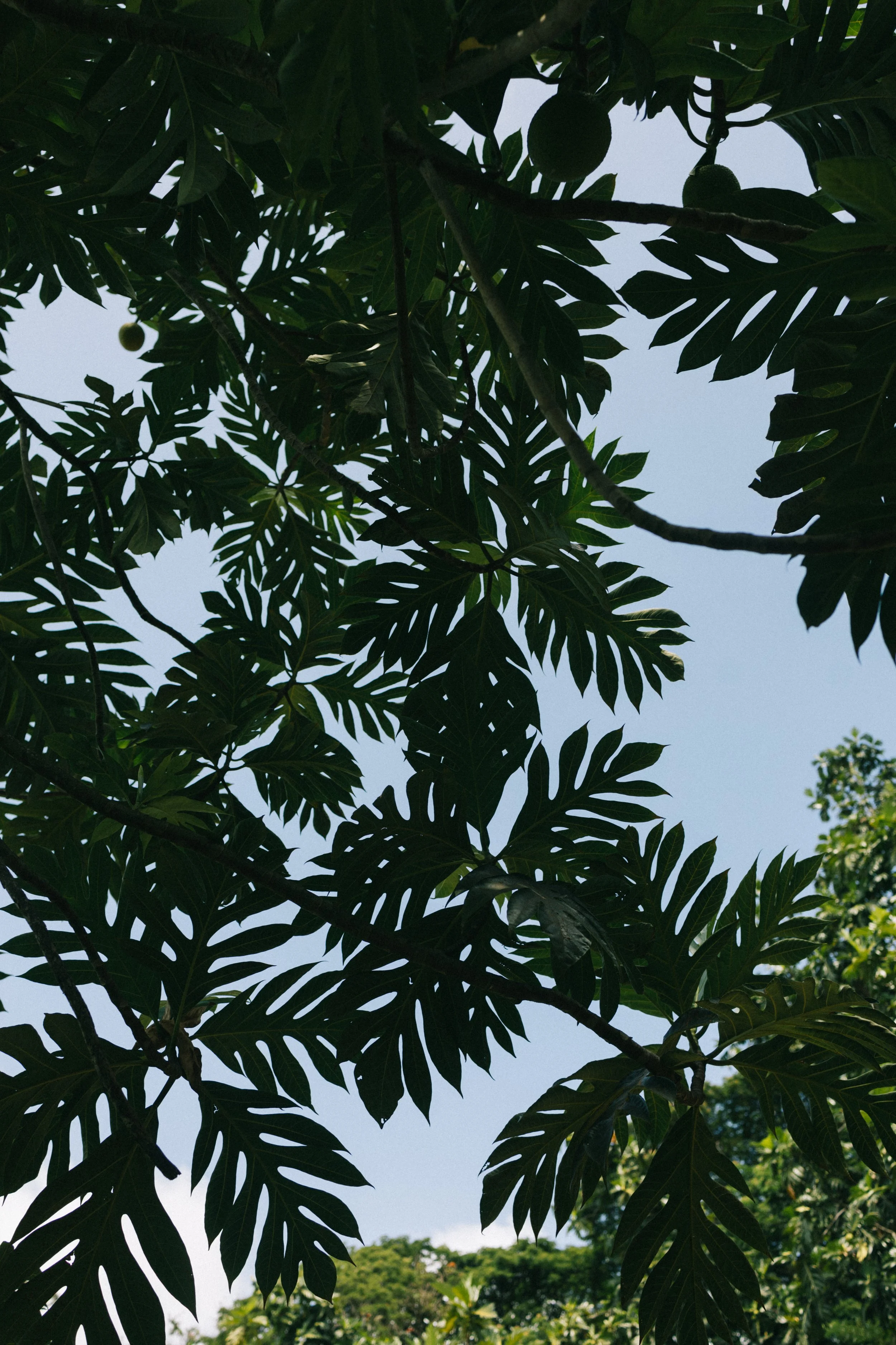 MALUページ MALU - Meaningful Arboriculture to Limit Vulnerability in Urban